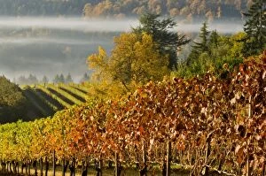 Images Dated 28th October 2006: Fog pools in a finger of the Willamette Valley seen from Maresh vineyard in the Red