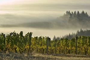 Images Dated 28th October 2006: Fog pools in the Willamette Valley with Douglas firs poking out as seen from Maresh