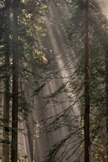 Pacific Coast Prints: Fog rays in the Redwoods at Lady Bird Johnson Grove in Redwood National and State Park in Humbolt County