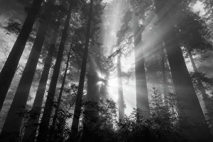 Pacific Coast Prints: Fog rays in the redwoods at Lady Bird Johnson Grove in redwood National and State Park in Humbolt County