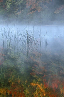 Images Dated 10th August 2004: Fog, Reeds and Autumn Reflection; Hiawatha National Forest, Council Lake