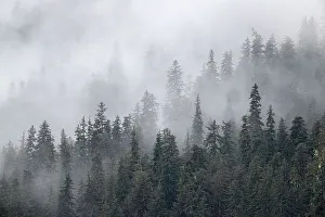 Betty Sederquist Prints: Fog shrouds trees along the shoreline of Admiralty Island