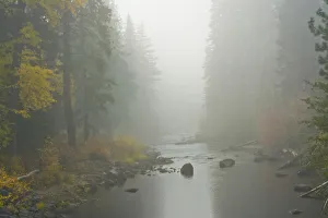 Images Dated 17th October 2018: Foggy autumn, Nason Creek, Wenatchee National Forest, Washington State, USA