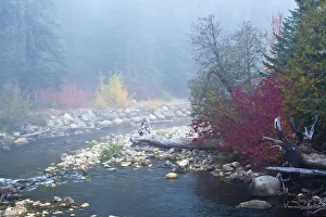 Deciduous Prints: Foggy autumn, Nason Creek, Wenatchee National Forest, Washington State, USA