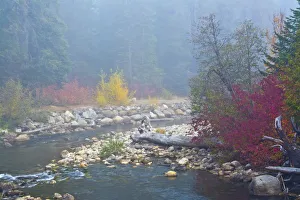 Images Dated 17th October 2018: Foggy autumn, Nason Creek, Wenatchee National Forest, Washington State, USA