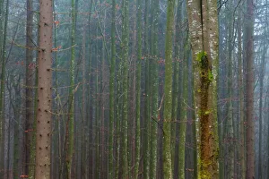 A foggy forest with mossy tree trunks. Bayerischer Wald National Park, Bavaria, Germany