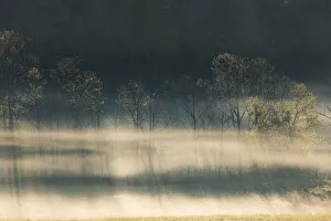 Images Dated 29th June 2019: Foggy meadow at sunrise, Cades Cove, Smoky Mountains National Park, Tennessee