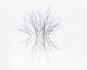 Kansas Prints: Foggy morning at Eldorado State Lake, Kansas. Trees sticking out of water