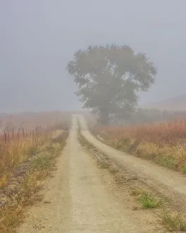 Fence Line Prints: Foggy morning on a Kansas backroad