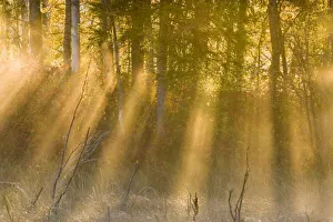 Images Dated 26th September 2005: Foggy Sunrise at