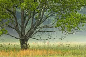 Images Dated 7th May 2011: Foggy sunrise, Cades Cove, Great Smoky Mountains National Park, Tennessee