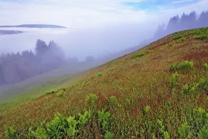 Prairie Prints: Foggy view of grasses Dolason Prairie