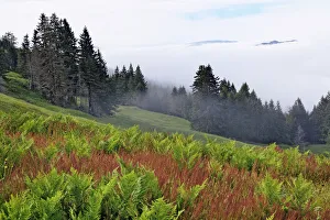 Foggy view of grasses and ferns, Dolason Prairie