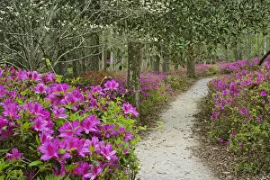 Images Dated 26th March 2007: Footpath through azaleas, Middleton Place, South Carolina