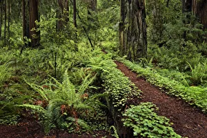 Old Growth Prints: Footpath through common wood sorrel and giant redwood trees, Stout Memorial Grove