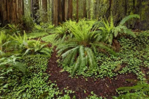 Images Dated 1st August 2020: Footpath through common wood sorrel and giant redwood trees, Stout Memorial Grove