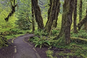 Biosphere Reserve Prints: Footpath through forest draped with Club Moss