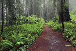 Jedediah Smith Redwoods State P Prints: Footpath lined with ferns and mist, Stout Memorial Grove