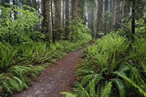 Images Dated 1st August 2020: Footpath lined with ferns and mist, Stout Memorial Grove
