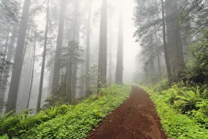 Redwood Prints: Footpath through Redwood trees in fog. Redwood National Park, California