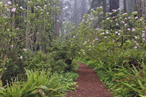 Inspirational Prints: Footpath through Redwood trees and Pacific Rhododendron in fog