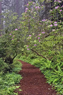 Inspirational Prints: Footpath through Redwood trees and Pacific Rhododendron in fog