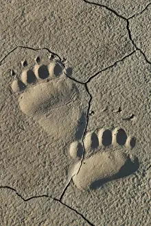 Flat Prints: Footprints of adult coastal grizzly bear (ursus arctos). Lake Clark National Park, Alaska