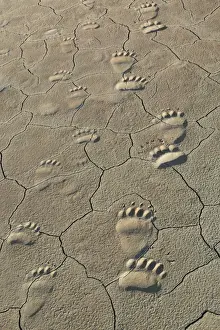 Flat Prints: Footprints of adult and cub coastal grizzly bears in Lake Clark National Park, Alaska