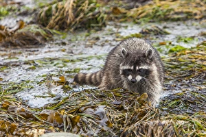 Mature Prints: Foraging Raccoon at Low Tide in Tide Pools, Crescent Beach Washington