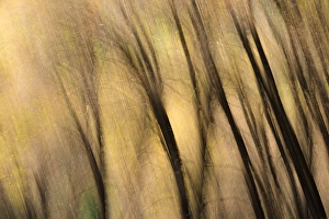 Forest abstract, Yosemite National Park, California USA