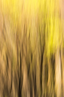 Sierras Prints: Forest abstract, Yosemite National Park, California USA