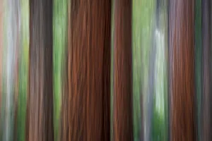 Forest abstract, Yosemite National Park, California USA