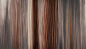 Images Dated 2nd March 2022: Forest abstract, Yosemite National Park, California USA