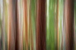 Forest abstract, Yosemite National Park, California USA