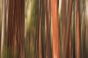 High Sierra Prints: Forest abstract, Yosemite Valley, Yosemite National Park, California USA