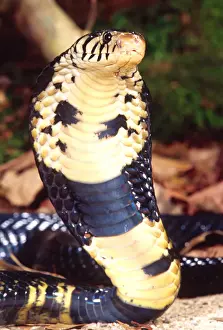 Forest Cobra Naja melanoleuca Native to Central Africa