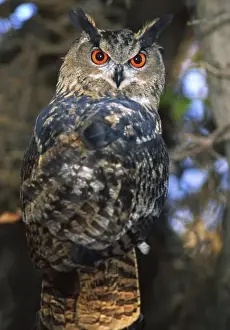 Intense Prints: Forest Eagle Owl, Bubo bubo, Native to Eurasia (Rehab Animal)
