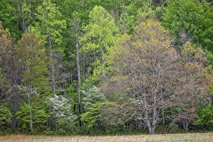 North Carolina Prints: Forest in early spring bloom, historic Cataloochee Valley