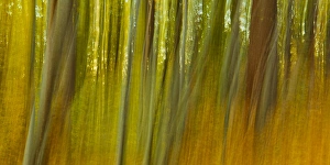 Woods Prints: In the forest at Elmwood Farm in Hopkinton, Massachusetts