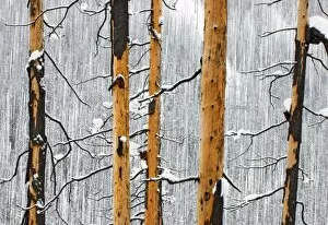 Images Dated 20th January 2006: Forest fire remains, Kootenay National Park, British Columbia, Rocky Mountains