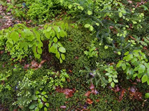 Shoot Prints: Forest floor. Primeval forest in the Bavarian Forest National Park near Sankt Oswald