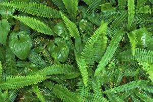 Olympics Prints: Forest Floor, Quinault Rain Forest, Olympic NP, WA, USA