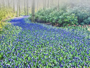 Keukenhof Prints: Forest and flowers in the Keukenhof Gardens