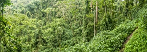 Uganda Collection: Forest interior. Bwindi Impenetrable Forest. Uganda