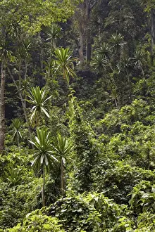 East Africa Prints: Forest Lobelia (Lobelia gibberoa) in the Mobuku Valley in the high mountains of the Rwenzoris
