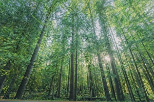 Cascade Mountain Prints: Forest in Mount Rainier National Park