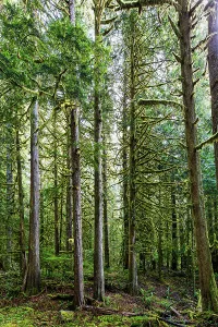 Cascade Mountain Prints: Forest in Mount Rainier National Park
