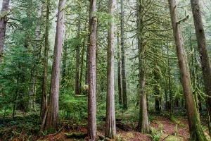 Cascade Mountain Prints: Forest in Mount Rainier National Park