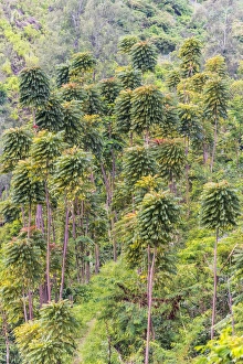 Indonesian Prints: Forest in the mountain, East Java, Indonesia