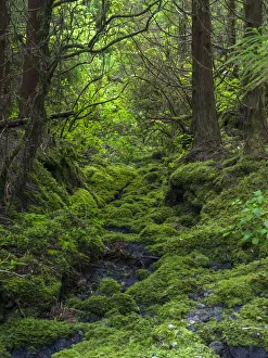 Forest near Cabeco Grodo. Faial Island, an island in the Azores in the Atlantic Ocean